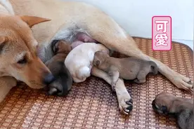 刚出生的小奶狗，样子超萌可爱，让人爱不释手