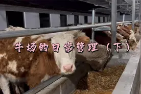 牛场的日常管理（下）视频封面