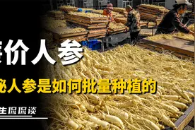 正宗人参卖5元一根，为什么这么便宜？揭秘人参是如何“掺假”的