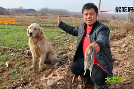 金毛野外叼回只大老鼠，非要让小虎为它炖着吃，大家说能食用吗？视频封面