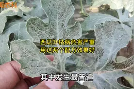 西瓜叶枯病进入危害盛期，大量叶片被害，用这两个配方防治效果好视频封面