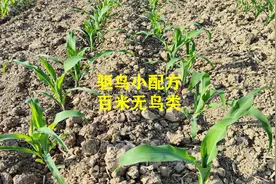 玉米苗期防鸟害，这个驱鸟小配方，能管百米无鸟类视频封面