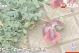 误信偏方，老人阳台种罂粟，民警找上门时还不知违法！视频封面