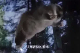 猫从高空掉落却摔不死？镜头慢放200倍，真相浮出水面！视频封面