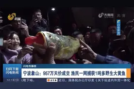 “一网暴富”！宁波渔民捕获1吨多野生大黄鱼，卖出957万元天价视频封面