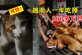 猫肉到底什么味？一年吃掉100万只，越南人为何爱吃猫？视频封面
