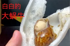 开箱几只外来入侵物种非洲大蜗牛, 白玉蜗牛屎差点飞我脸上