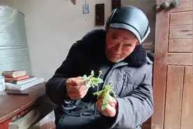 农村大爷讲述以前饥荒的时候吃蒲公英，叶花都能吃，根不能吃视频封面