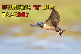 燕子年年都要迁往南方过冬，“南方”到底在哪里？很多人都搞错了