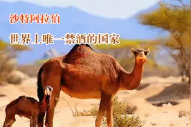 沙特阿拉伯 世界上唯一禁酒的国家视频封面