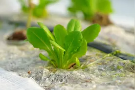 沙地种出绿蔬菜 宝鸡菜农又有新玩法视频封面