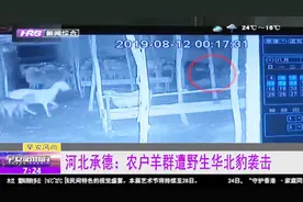 承德一农户家羊群被袭击，调监控发现一野生华北豹，专家倍感振奋视频封面