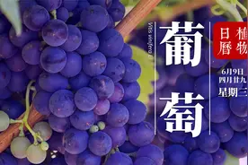 你知道葡萄在中国有怎样的发展史吗？中途经历了什么样的曲折呢？视频封面