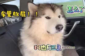 呆萌狗狗在床车里放屁，主人被臭醒后大骂狗狗无情，太搞笑了视频封面