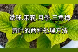 绣球花黄叶处理的对比结果来了，这两种方法的效果都特别明显！视频封面