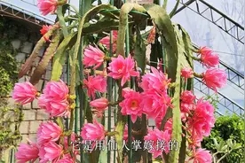 令箭荷花不开花？现在浇水用点“料”，轻松开花“上百朵”视频封面