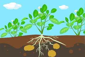 同学们，我们经常会吃土豆，你知道土豆是植物的哪一部分吗？