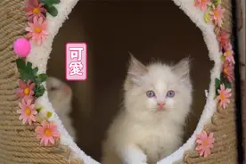 铲屎官自制猫窝 宠物店老板看了后直呼内行。保姆级猫窝自制教学视频封面