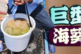 海洋馆进货现场?大魟鱼鲨鱼，猜猜他们都是怎么捕捞上来的视频封面