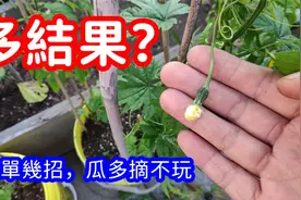 苦瓜修剪很简单，常去侧枝最关键，苦瓜如何整枝打杈？视频封面