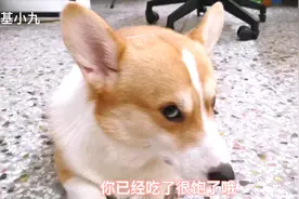 用4k给狗狗拍视频，吓的一只直接躲想来，真逗#激萌奖金计划#