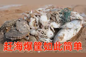 成堆的梭子蟹出现沙滩，大梅赶海爆筐本应开心，却一直惋惜！视频封面
