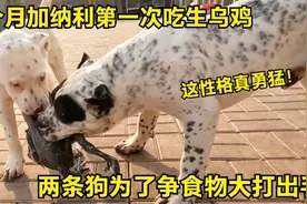 3个月加纳利第一次吃生乌鸡，两条狗为了争食物大打出手，真狂暴