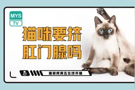 猫咪需要定期挤肛门腺吗？