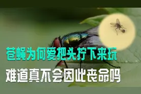 苍蝇头掉了还能活？为何苍蝇要一直搓手，还会把自己头拧下来玩？视频封面