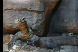 上海动物园展出两只科莫多巨蜥，也是地球现存最大的蜥蜴品种