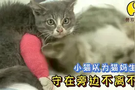 猫妈死去多日，小猫却每天给妈妈找肉，自己饿了却只吃泥土和树根视频封面