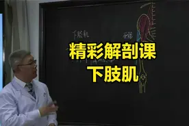 精彩解剖课，下肢肌的起止点及产生动作视频封面
