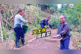 洋爸种香菜有妙招，种子上掩盖一层火土灰，3天就能发芽！真实用视频封面