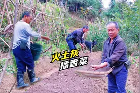 洋爸种香菜有妙招，种子上掩盖一层火土灰，3天就能发芽！真实用视频封面