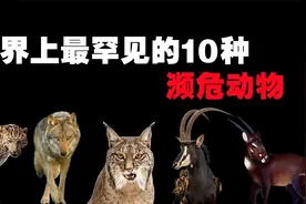 世界上最罕见的10种濒危动物，一旦失去保护，可能会永远灭亡！视频封面
