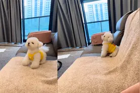 狗子下雨天吵着出门，被拒后疯狂吼叫和主人吵架，无障碍交流笑喷视频封面