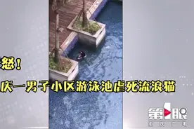 愤怒！重庆一男子小区游泳池虐死流浪猫  业主：太难接受视频封面
