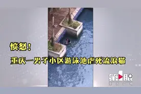 愤怒！重庆一男子小区游泳池虐死流浪猫  业主：太难接受视频封面