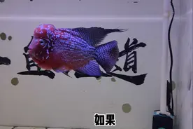 观赏鱼的水霉病已经治好了，还需要整缸消毒，或者检验检疫吗？视频封面