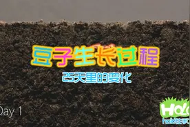 豆子25天的成长过程