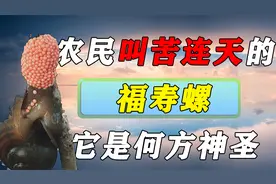 吃螺肉导致流产？福寿螺入侵我国不到50年就遍地成灾，如何制止？