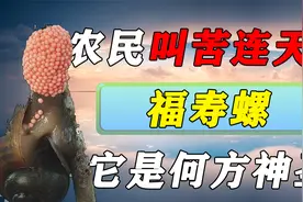 吃螺肉导致流产？福寿螺入侵我国不到50年就遍地成灾，如何制止？