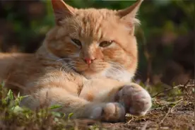 主人用相机给猫咪拍的动物世界！中华田园猫，霸气又可爱