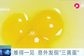 罕见！“三黄蛋”你见过吗？面店老板做荷包蛋时，有了意外发现！视频封面