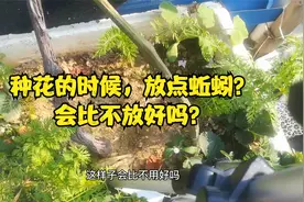 土壤板结，放点蚯蚓？别被忽悠，记住这3点，盆土松软如“海绵”视频封面