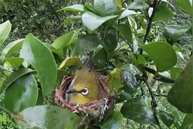 这就是绣眼鸟，农村经常看到的一种小鸟，在果树上筑巢