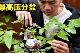 高压繁殖四季果桑，一棵变两棵，这个季节高压最好@录品记小号视频封面