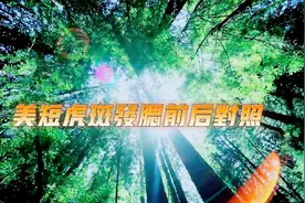 美短虎斑小时与长大有差别，区别在于发腮，美短虎斑发腮前后对照