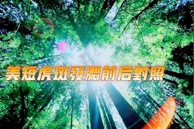 美短虎斑小时与长大有差别，区别在于发腮，美短虎斑发腮前后对照
