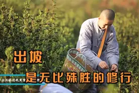 东华禅寺出坡啦！拔草扫地，除障清心！出坡是无比殊胜的修行视频封面